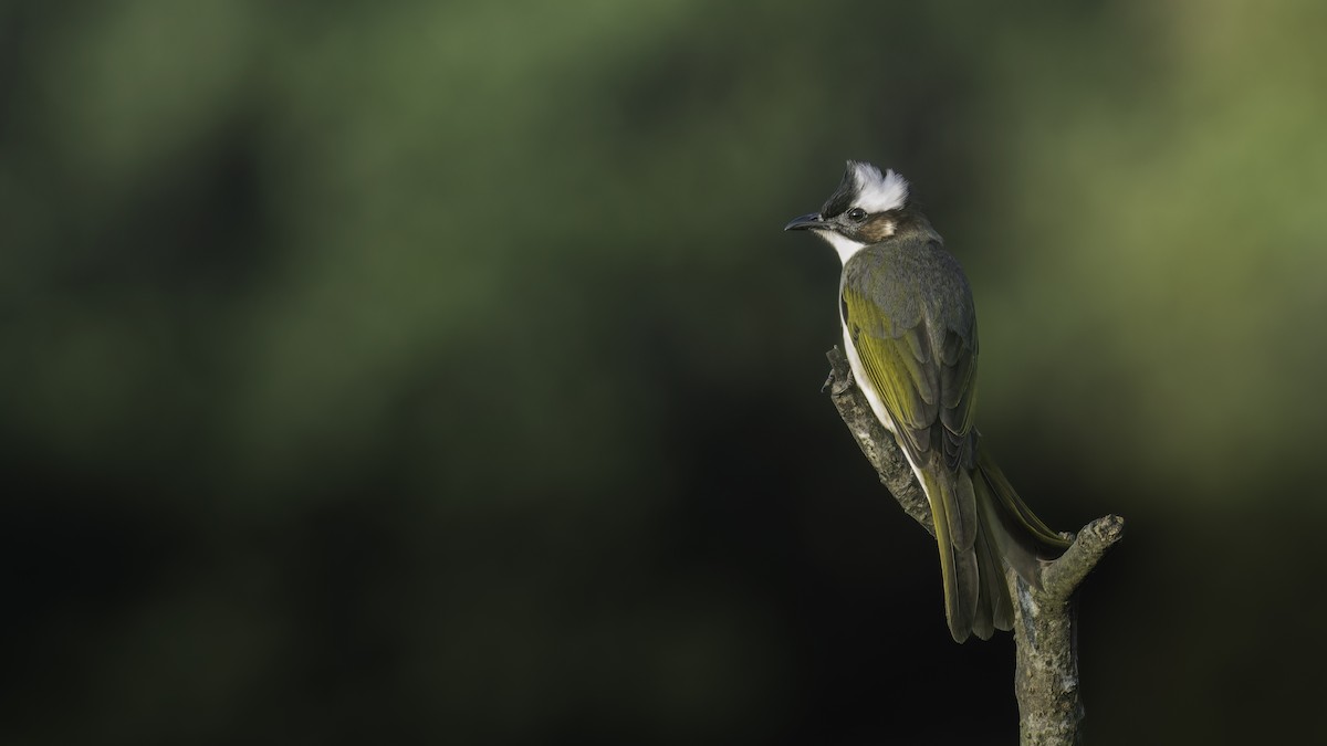 Light-vented Bulbul (sinensis) - ML625602285