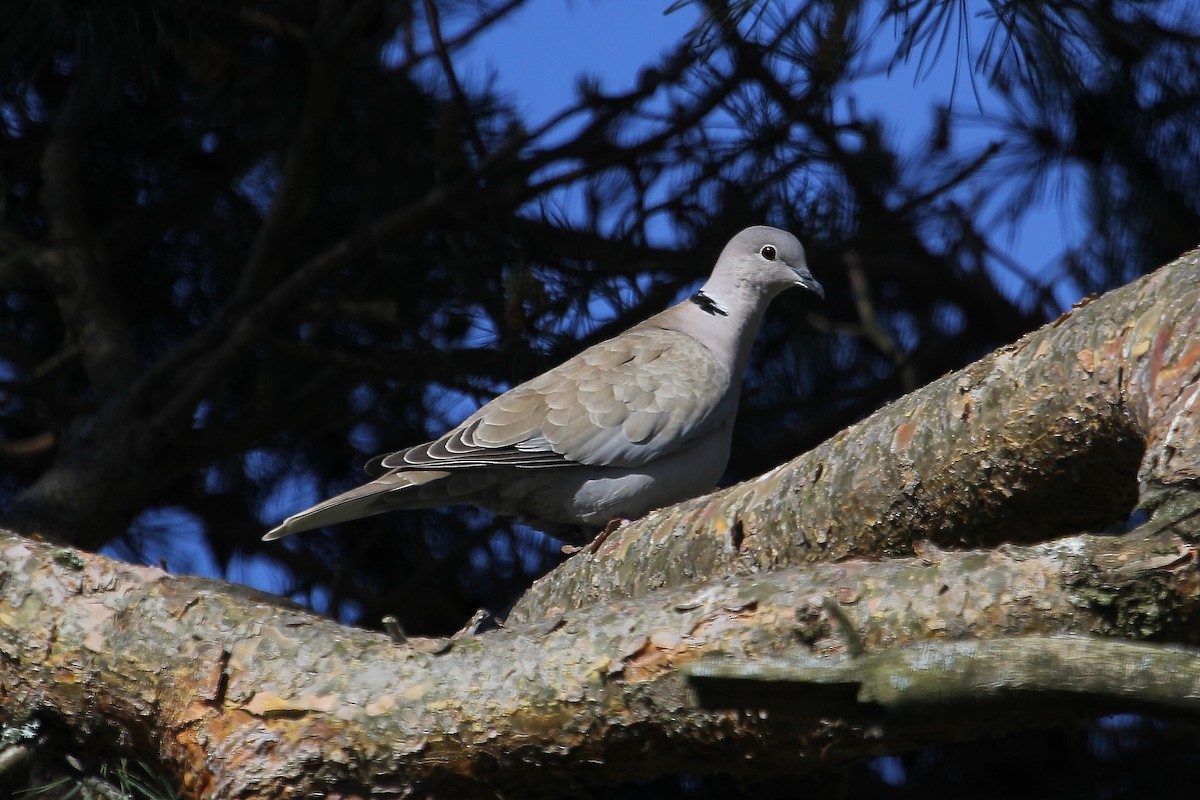 Eurasian Collared-Dove - ML62560231