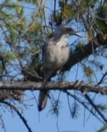 California Scrub-Jay - ML625602401
