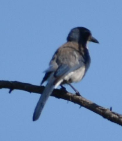 California Scrub-Jay - ML625602402