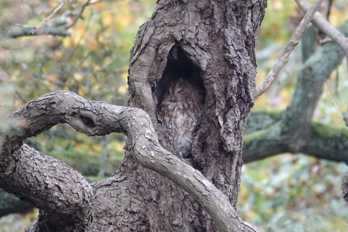 Tawny Owl - ML625602415