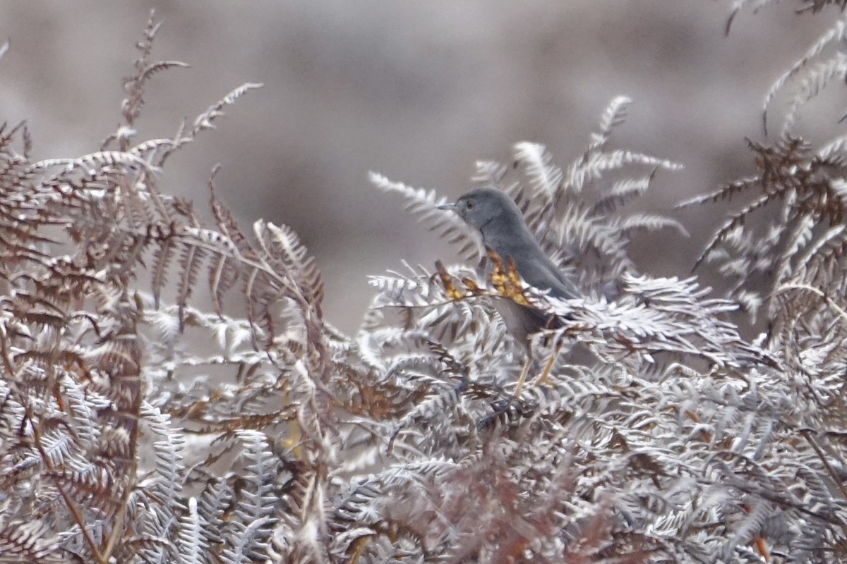 Dartford Warbler - ML625602419