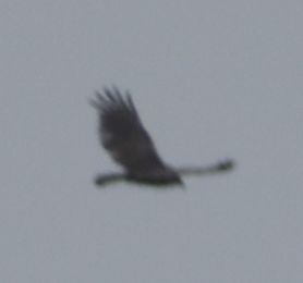 Turkey Vulture - ML625602450