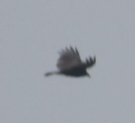 Turkey Vulture - ML625602451