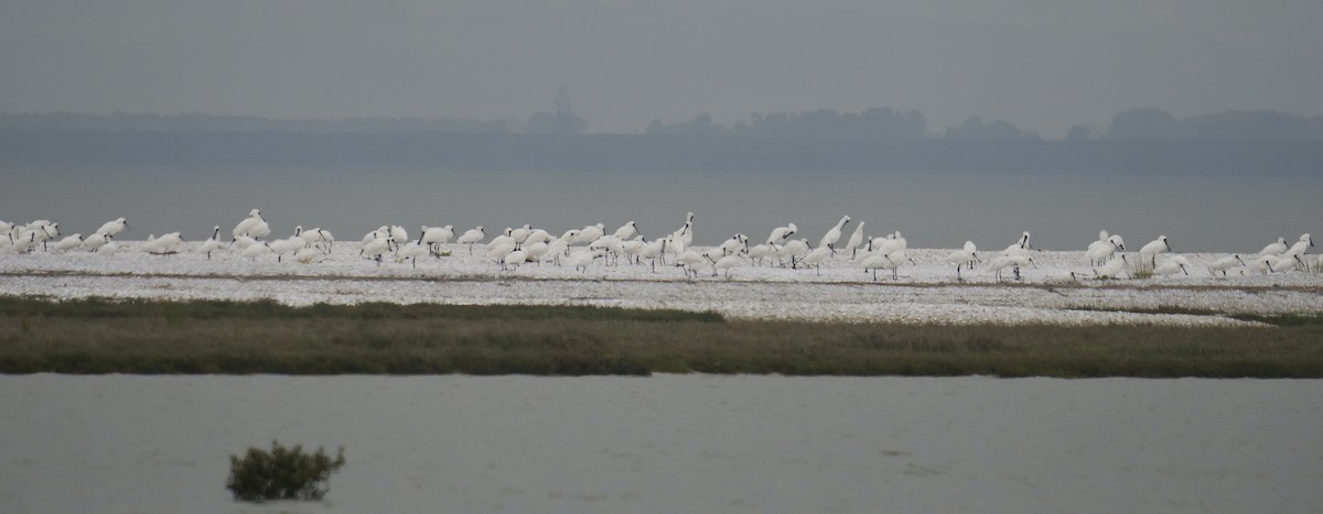 Royal Spoonbill - Jonathan Boucher