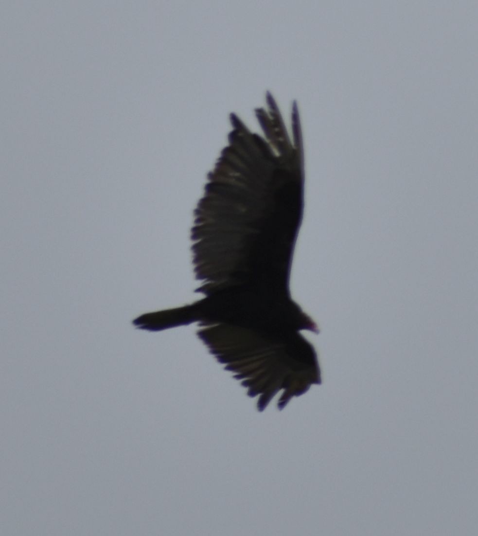 Turkey Vulture - ML625602489