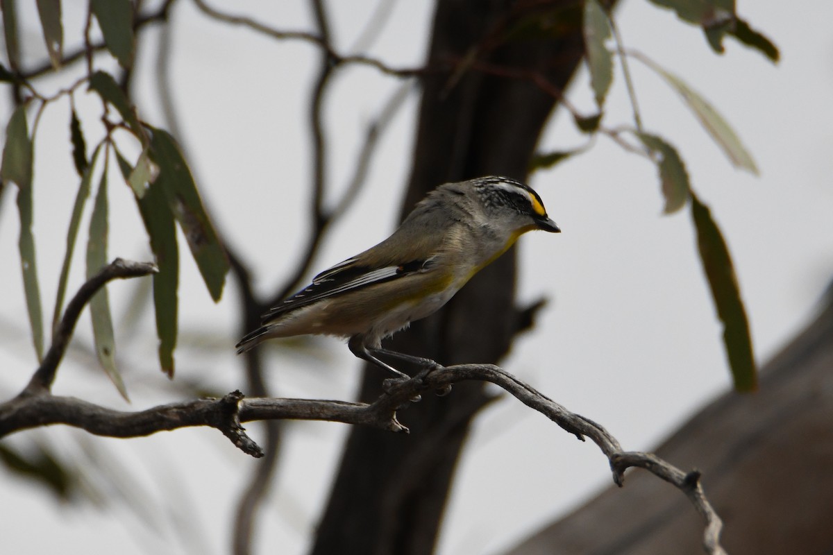 Striated Pardalote - Jeremy Petho