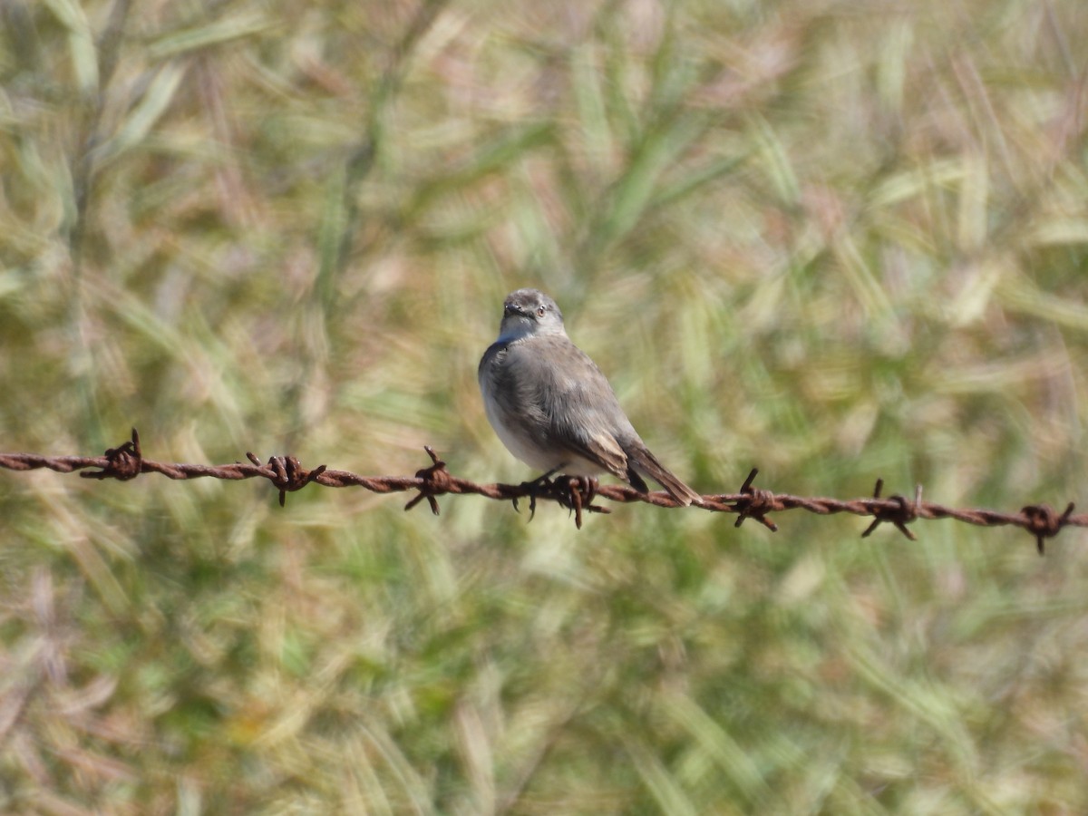 White-fronted Chat - Helen Erskine-Behr