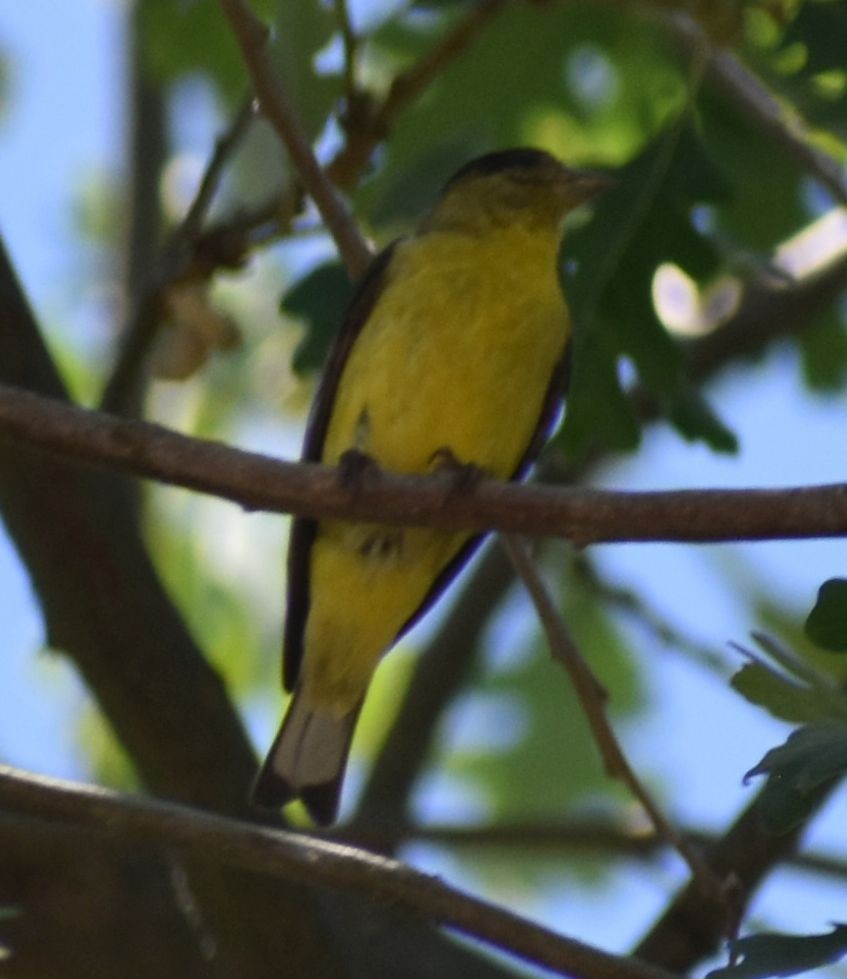 Lesser Goldfinch - ML625602614
