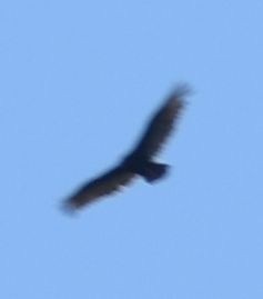 Turkey Vulture - ML625602661