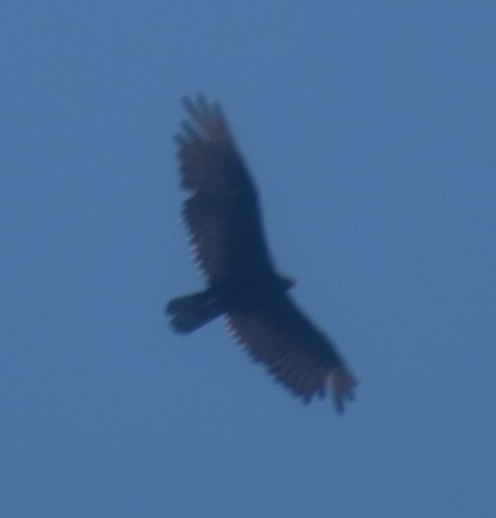 Turkey Vulture - ML625602662