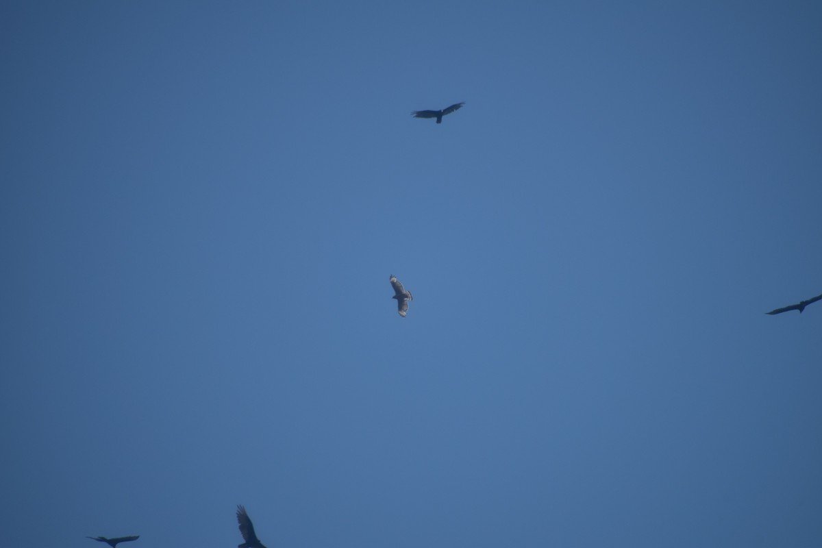 Turkey Vulture - ML625602663