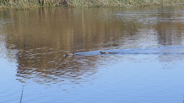 Dusky Moorhen - ML625602681