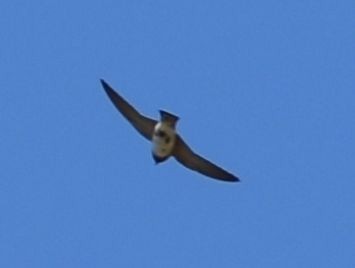 Cliff Swallow - ML625602692