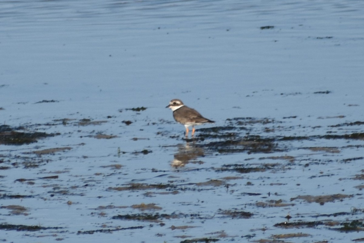 Common Ringed Plover - ML625602987