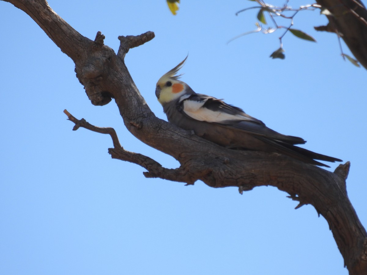 Cockatiel - ML625602994