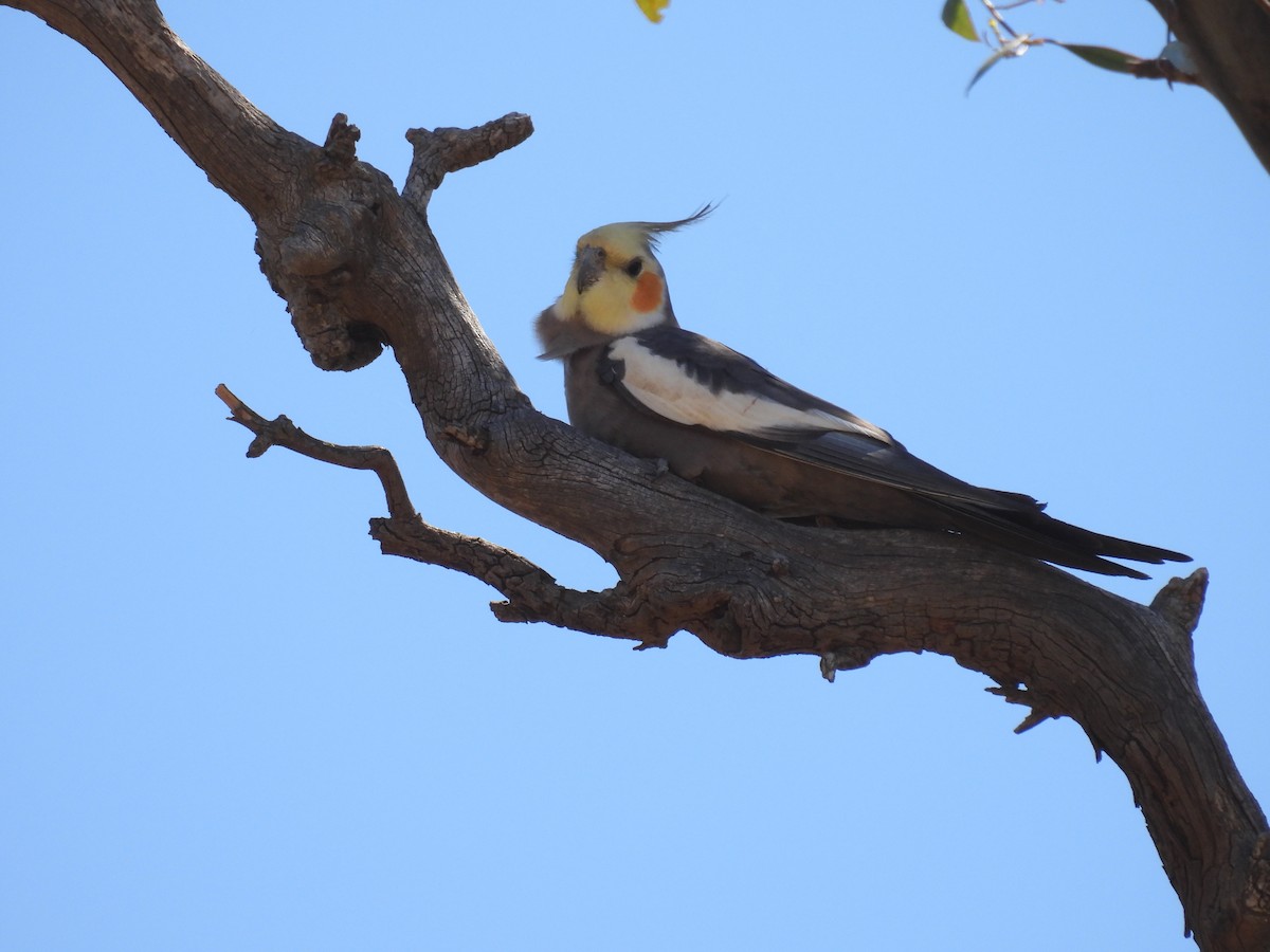 Cockatiel - ML625602995