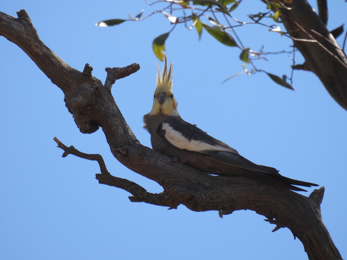 Cockatiel - ML625602996