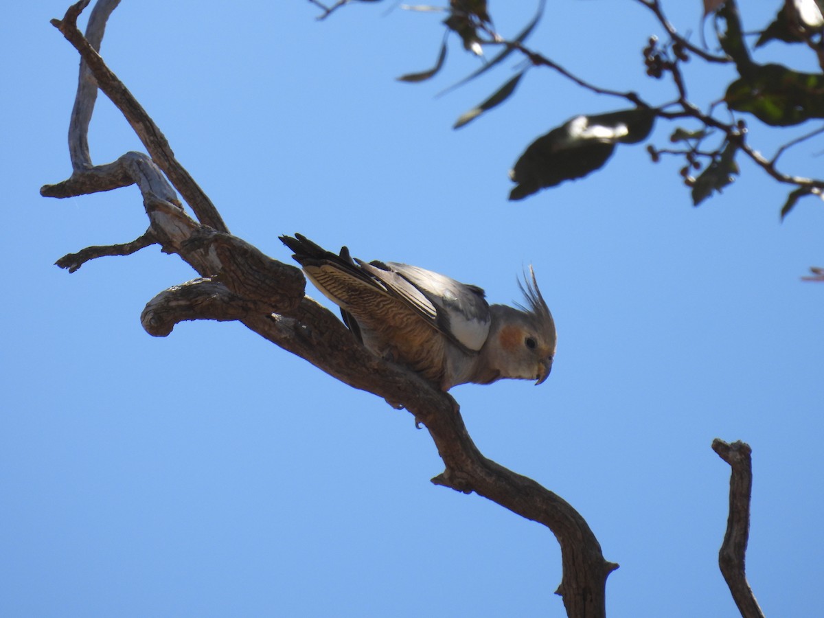 Cockatiel - ML625602998