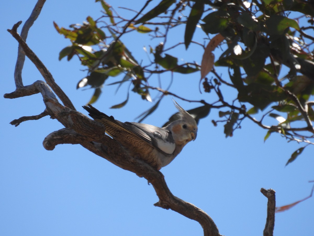 Cockatiel - ML625602999