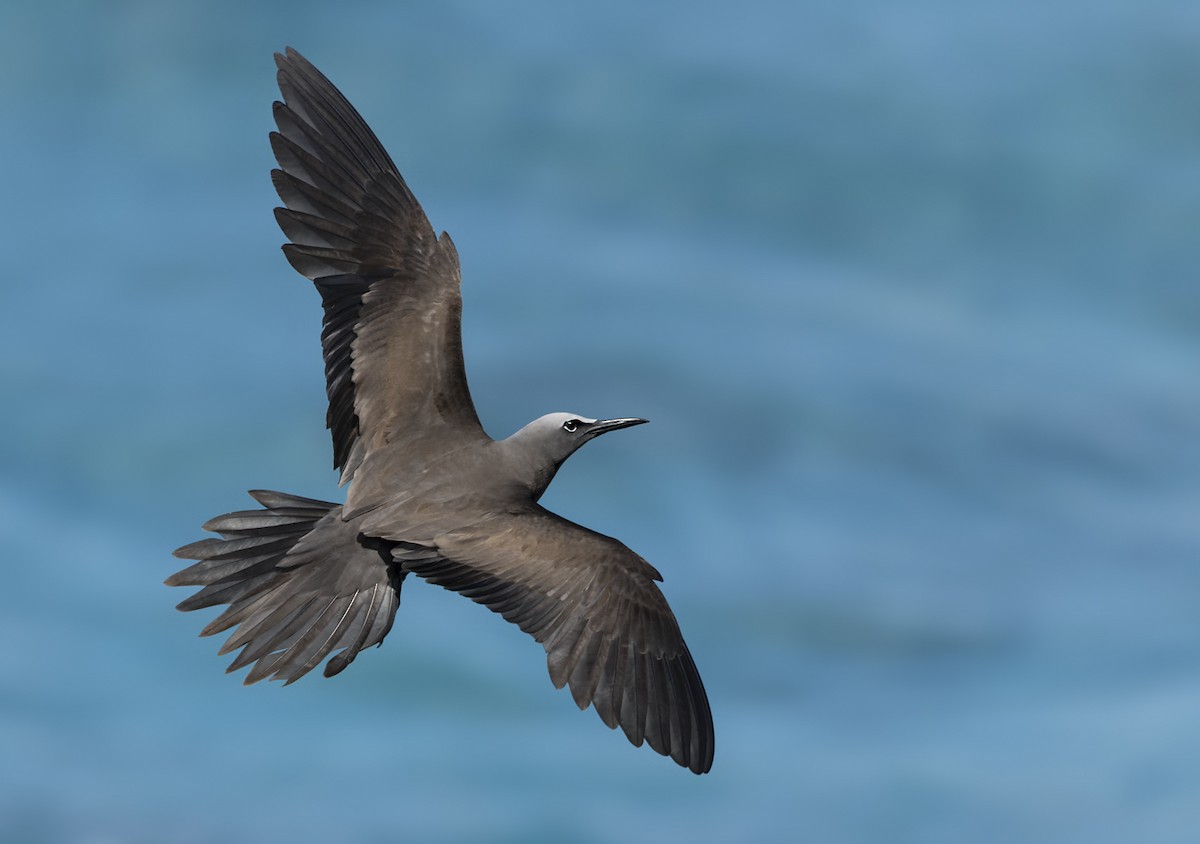 Brown Noddy - ML625603039