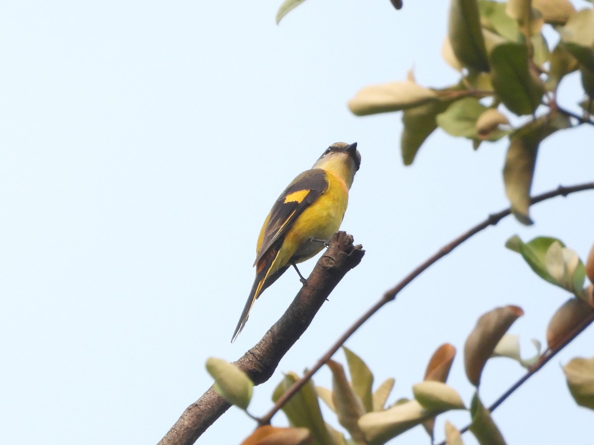 Minivet Colilargo - ML625603091