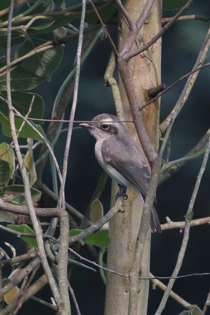 Common Woodshrike - ML625603178