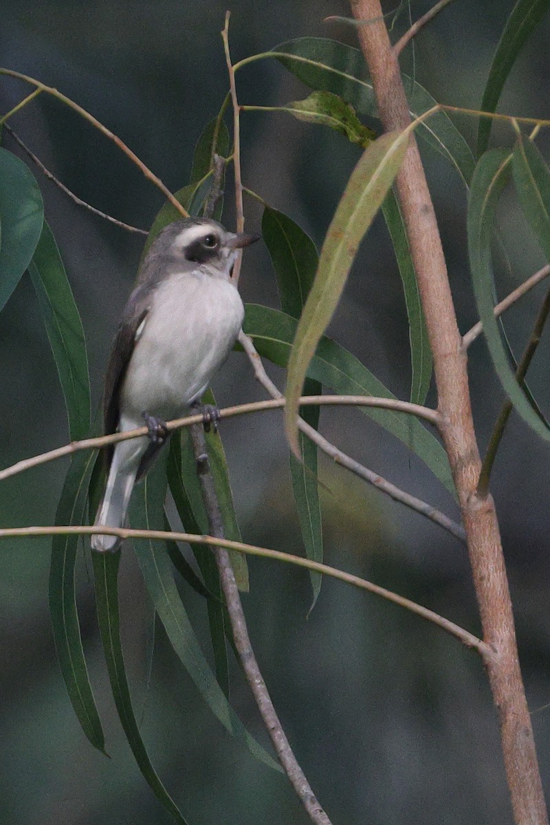 Common Woodshrike - ML625603179