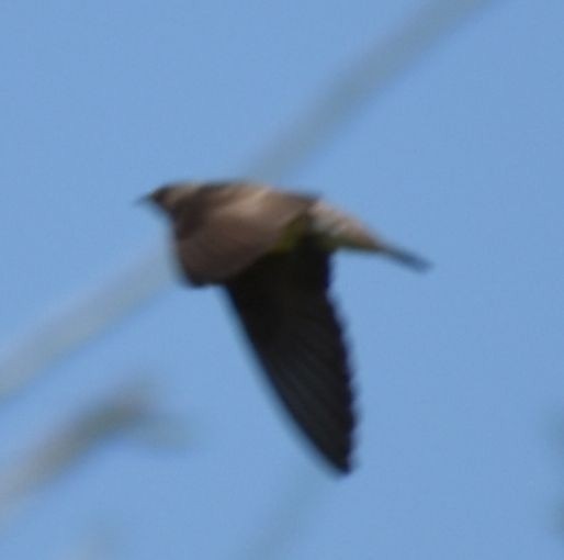 Northern Rough-winged Swallow - ML625603195