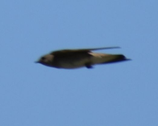 Northern Rough-winged Swallow - ML625603196