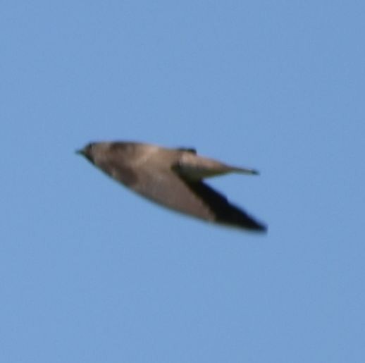 Northern Rough-winged Swallow - ML625603198