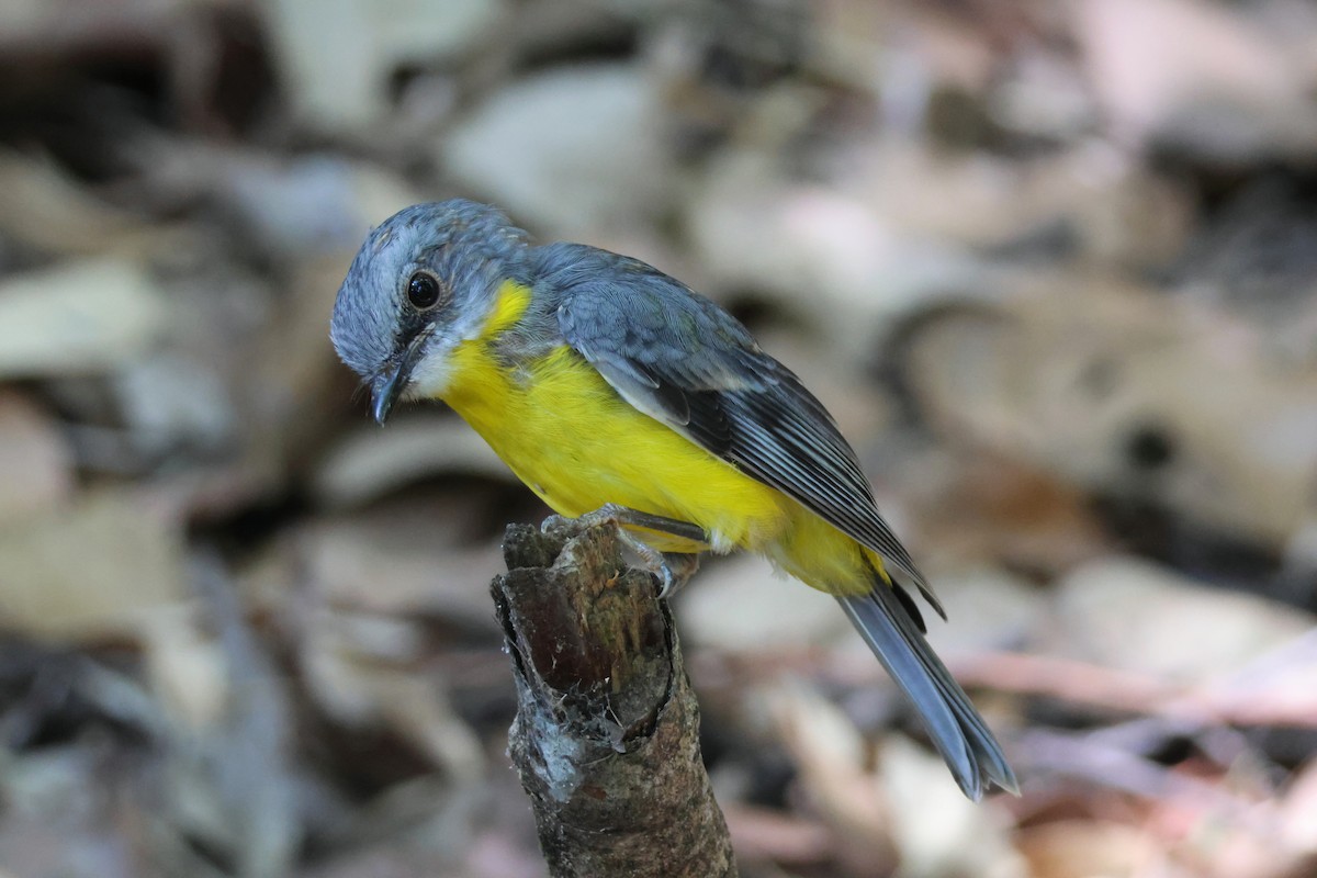 Eastern Yellow Robin - Debra C