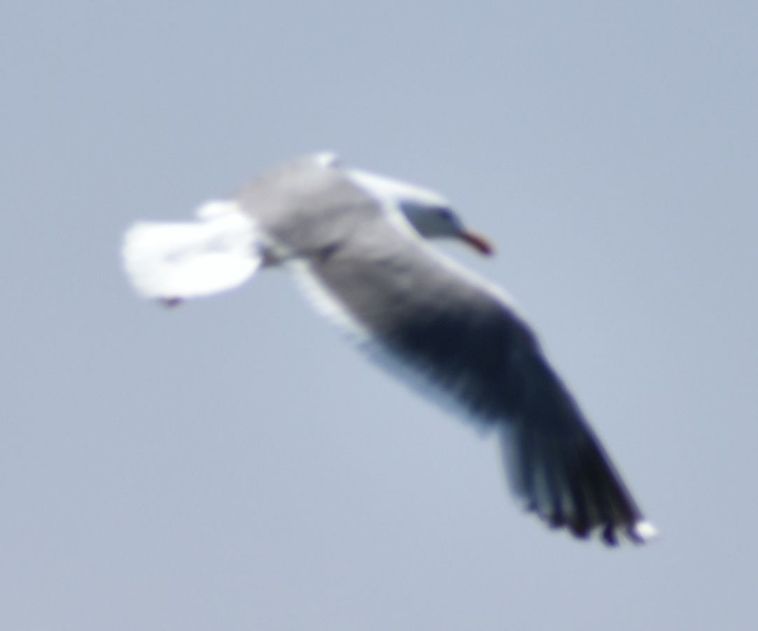 Kaioa sp. - ML625603365