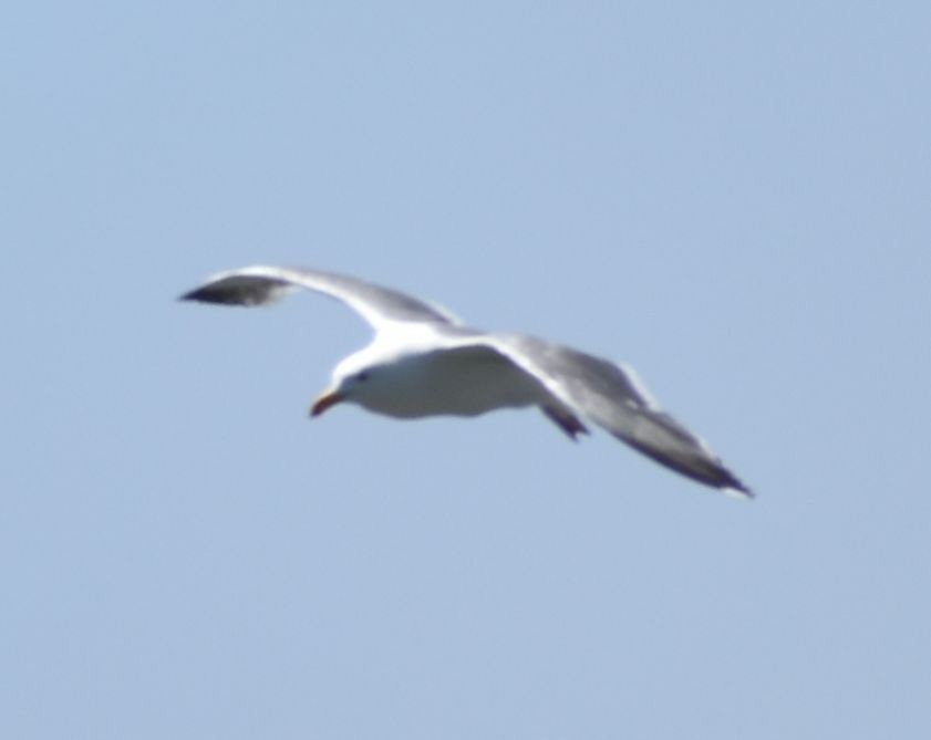 Kaioa sp. - ML625603366
