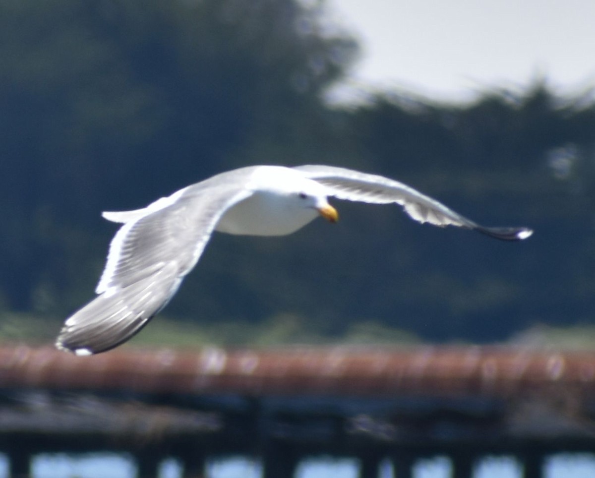 Kaioa sp. - ML625603367