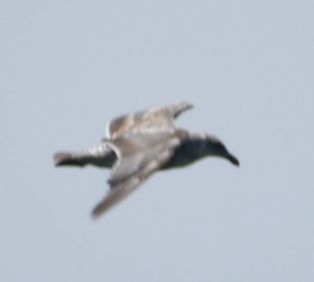 Kaioa sp. - ML625603373