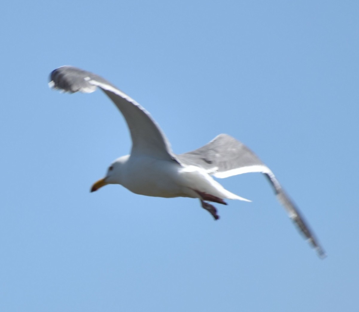 Kaioa sp. - ML625603374