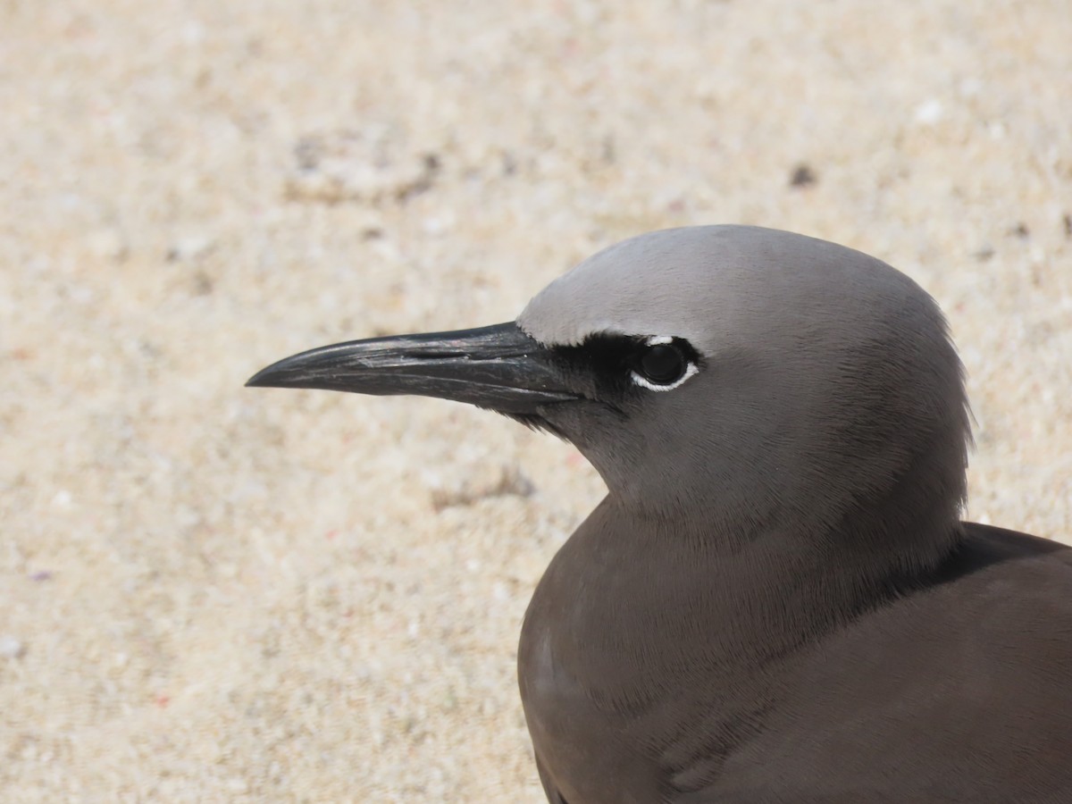 Brown Noddy - ML625603377