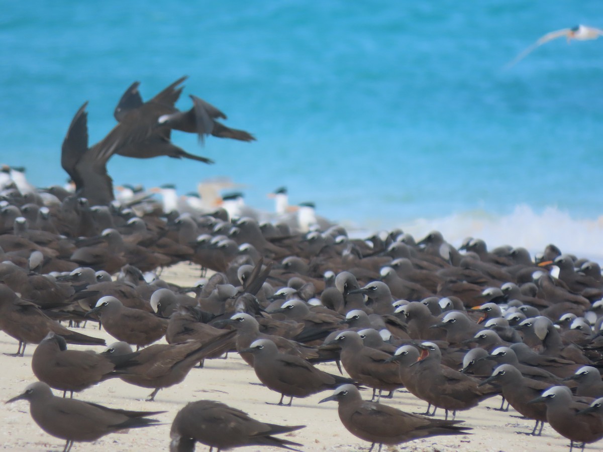 Brown Noddy - ML625603378