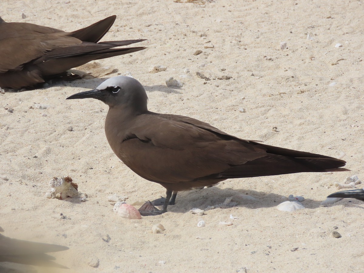 Brown Noddy - ML625603379