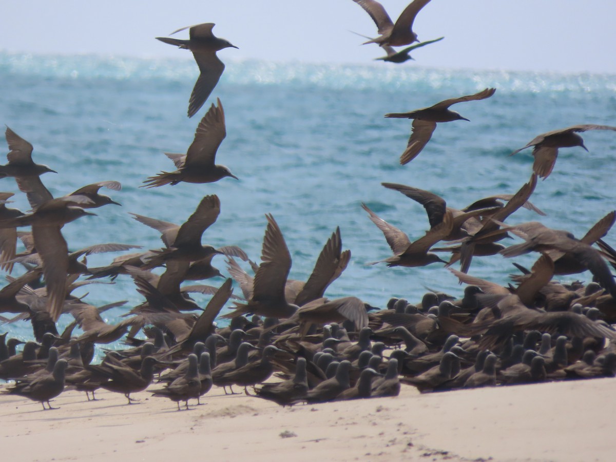 Brown Noddy - ML625603380