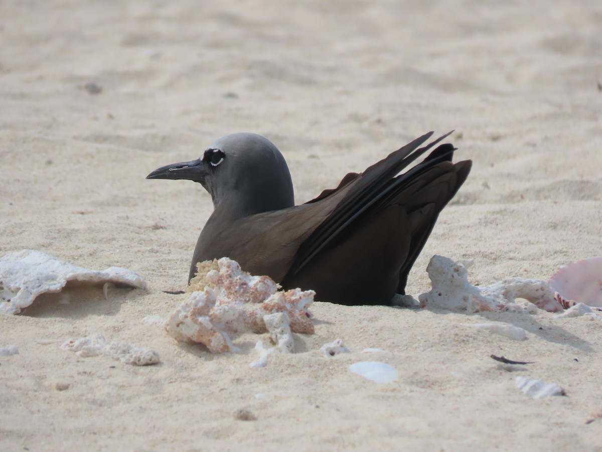 Brown Noddy - ML625603381