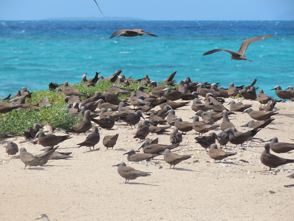 Brown Noddy - ML625603382