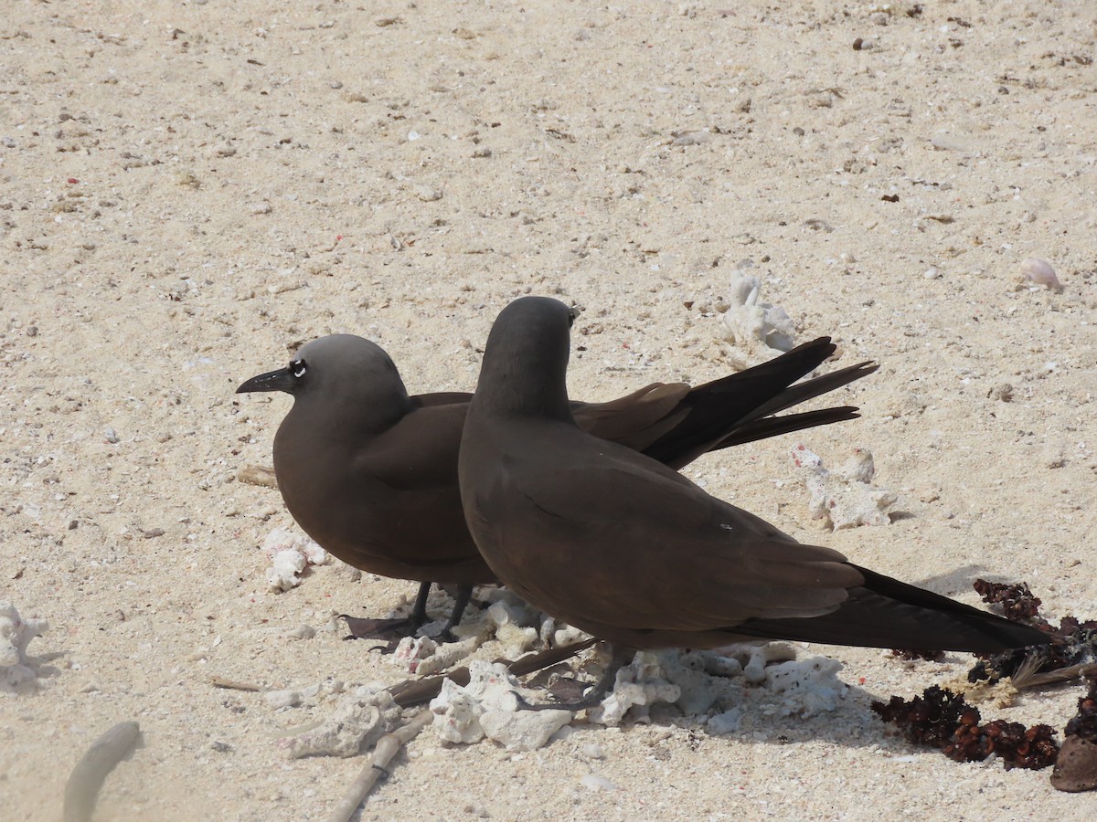 Brown Noddy - ML625603383