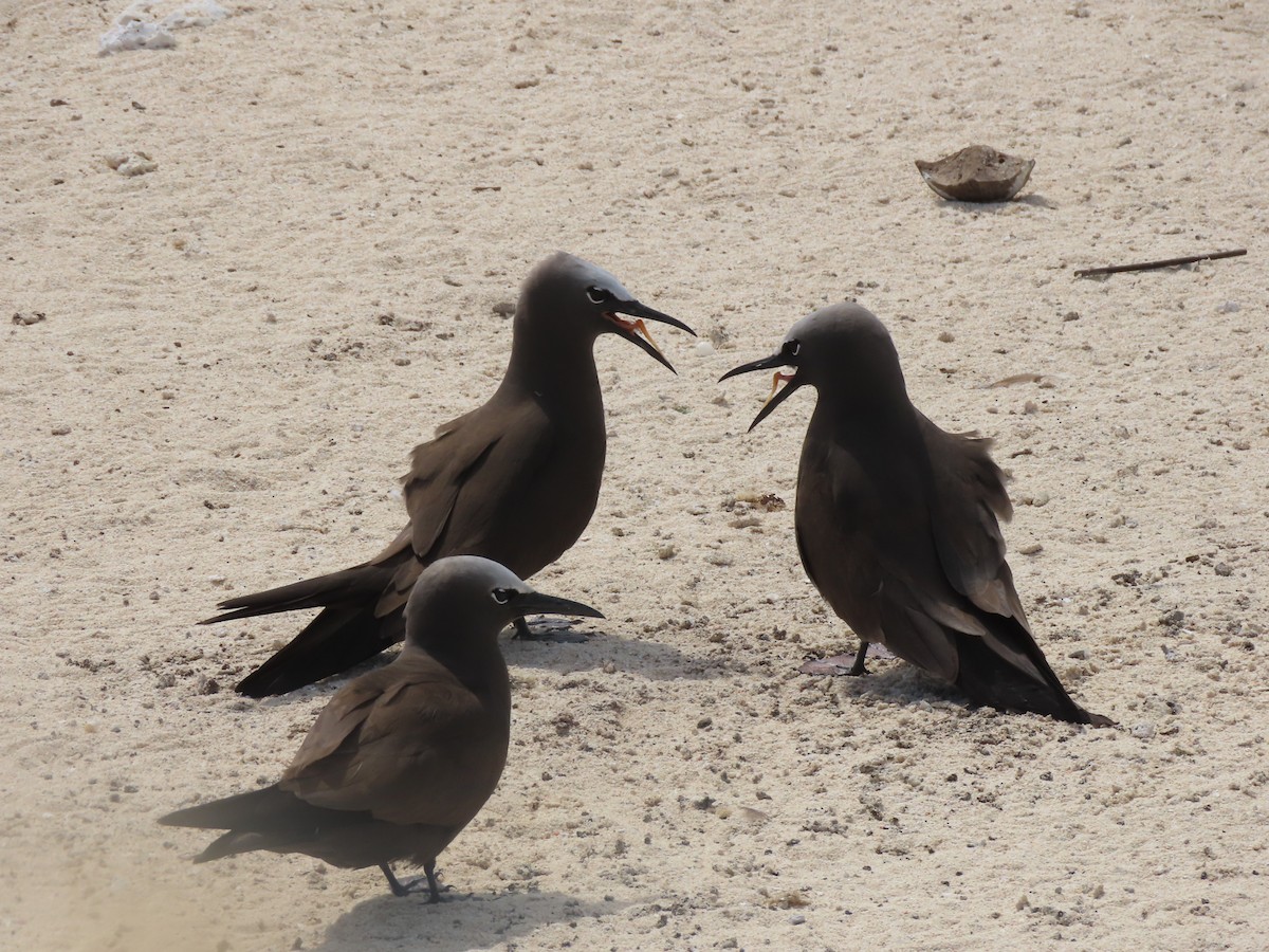 Brown Noddy - ML625603384