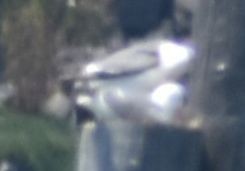 Kaioa sp. - ML625603394