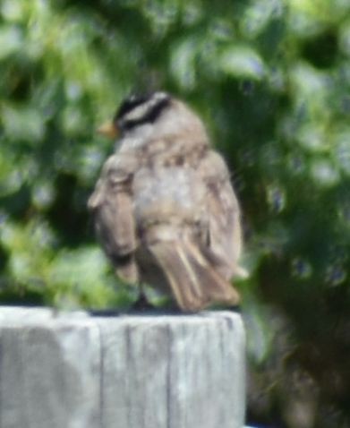 White-crowned Sparrow - ML625603405