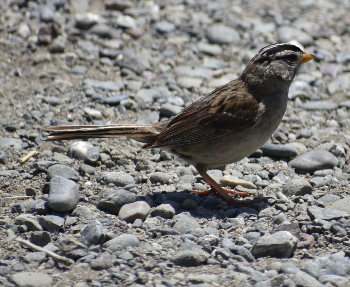 White-crowned Sparrow - ML625603408
