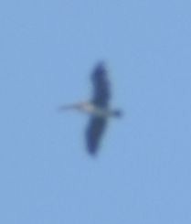 Brown Pelican - ML625603418