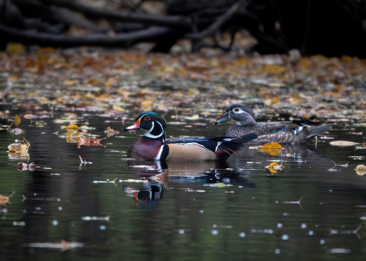 Wood Duck - ML625603470